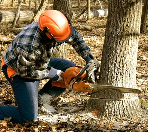Tree Removal in Burbank, WA